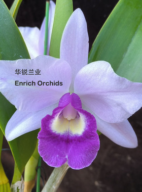 华锐兰业 蓝色多花卡特兰 专利 Ctt.Blue Angel 'Executive'