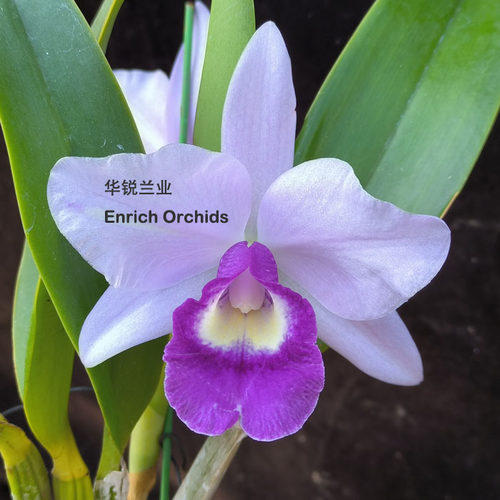 华锐兰业 蓝色多花卡特兰 专利 Ctt.Blue Angel 'Executive'