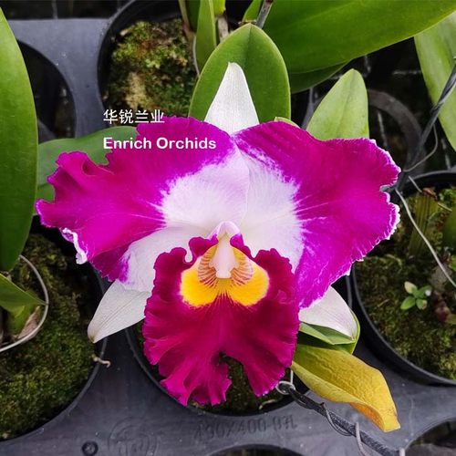 华锐兰业 迷人插角 矮株大花 卡特兰 尚美C.Chan Hsiu Jewel'San