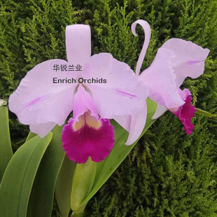 华锐兰业 精选个体 粉色插角特理 巴伊亚 C.trianaei tipo 'Bahia
