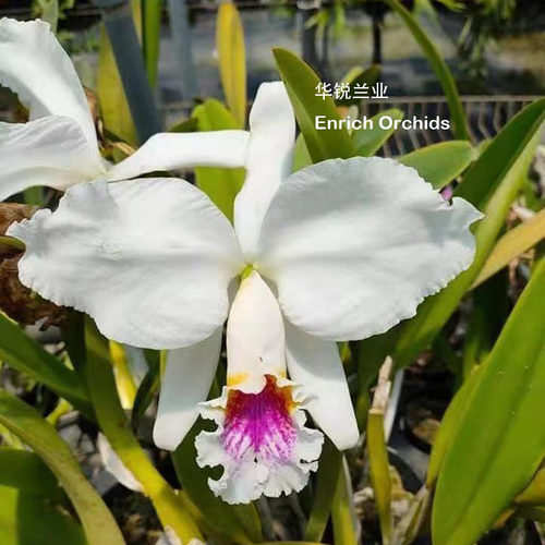 华锐兰业 优雅动人 原生种卡特兰 白花红唇莫西埃 C.mossiae sami