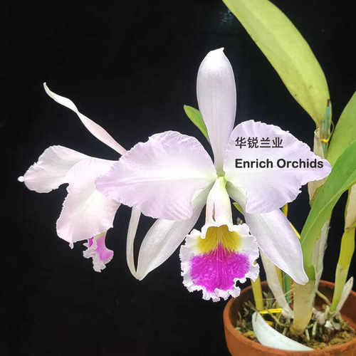 圆润芬芳嘎斯红唇粉白