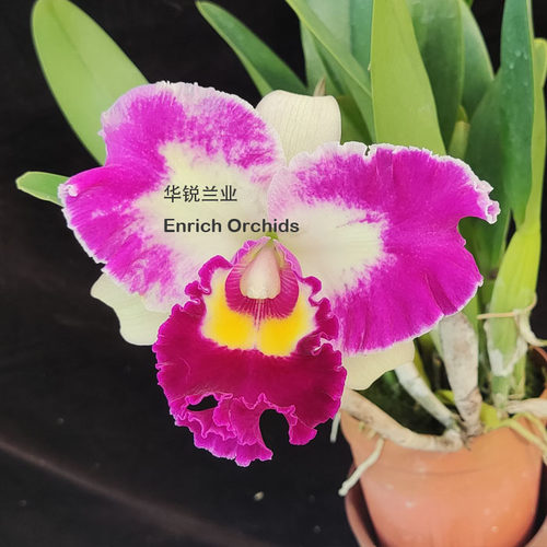 华锐兰业 插角 大花卡特兰 小美 C.Chan Hsiu Jewel x Rlc.Chunye
