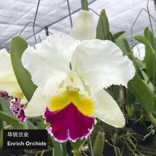 华锐兰业 白花红心 经典大花卡特兰 台大天鹅 Blc.Taida Swan