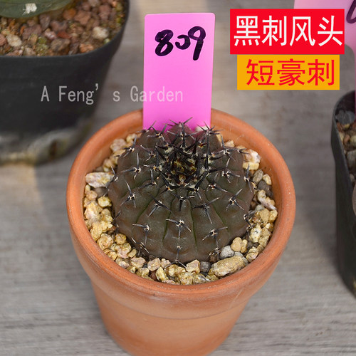 稀有品种黑刺凤头仙人球美刺强刺球高货品种办公桌面防辐射小盆栽