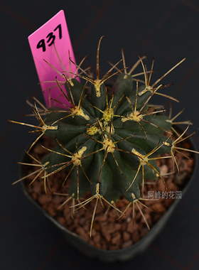 稀有品种黑罗莎仙人球实生根勾刺黑刺强刺紫黑色花多肉植物仙人掌