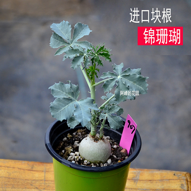 阳台大戟科净化空气好养锦珊瑚