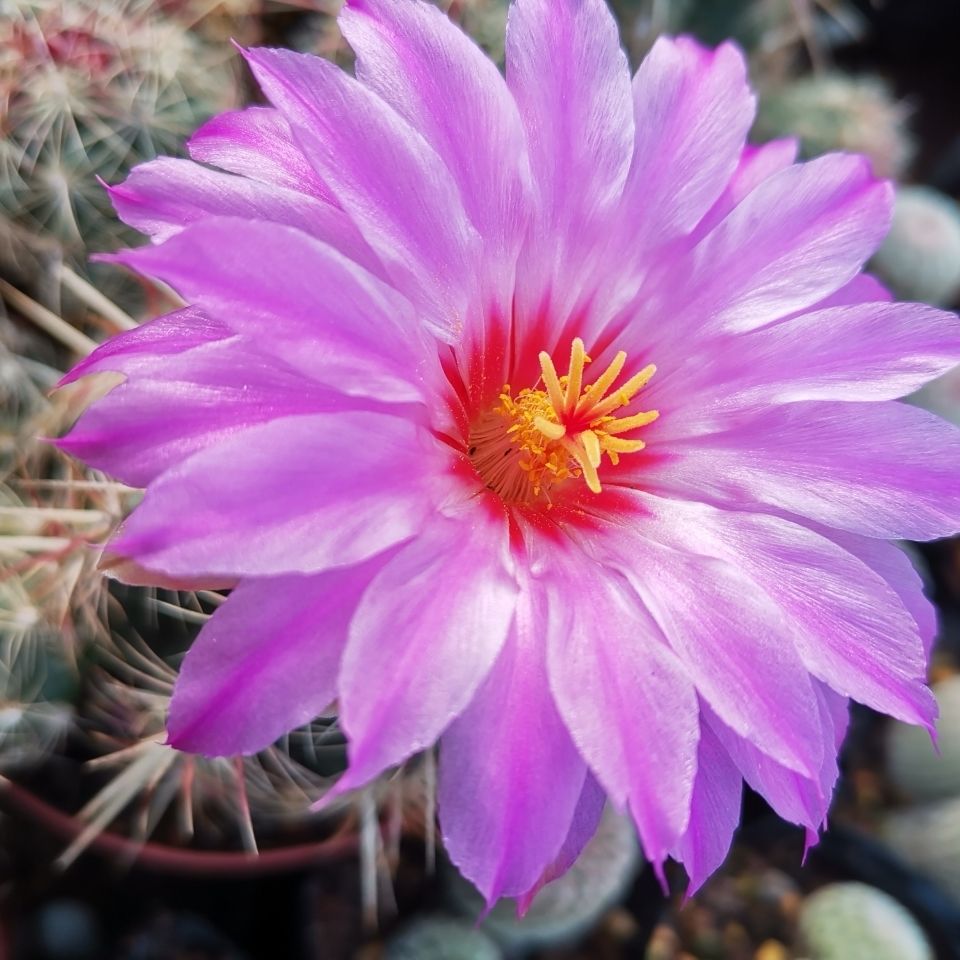 实生大统领仙人球瘤玉属红刺美刺开花漂亮仙人掌盆栽办公桌面精品