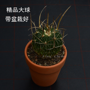 稀有品种实生喷泉刺振武玉仙人球狂刺宽刺型多棱玉属漂亮好养易活