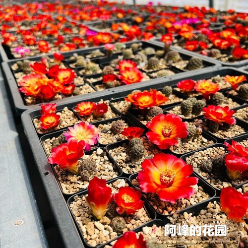宝山属实生根火焰沟宝仙人球掌稀有品种不扎手开花超美艳丽好养活