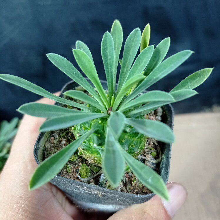 精品块根植物峨眉山铁甲麒麟网红仙人掌办公室内桌面小盆栽好养活