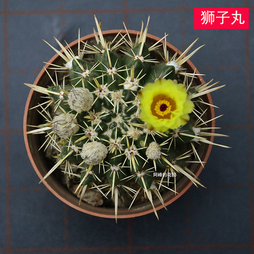 实生狮子丸王仙人球精品强刺开花阳台办公室内好养美观防辐射植物