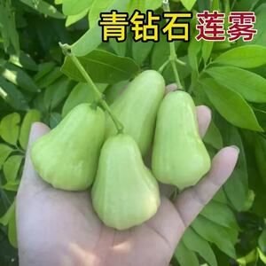 正宗大果青砖莲雾嫁接苗