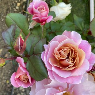 欧月遥远的鼓声月季苗遥鼓庭院阳台古铜色混合变色浓香多季节月季