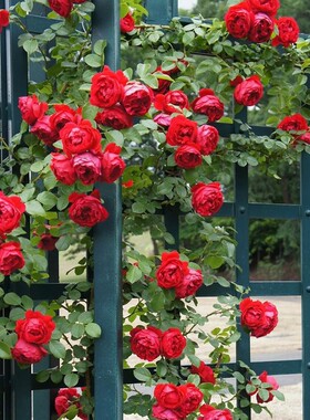 藤本月季佛罗伦萨/弗洛伦蒂娜阳台盆栽的多头庭院橙色月季花苗