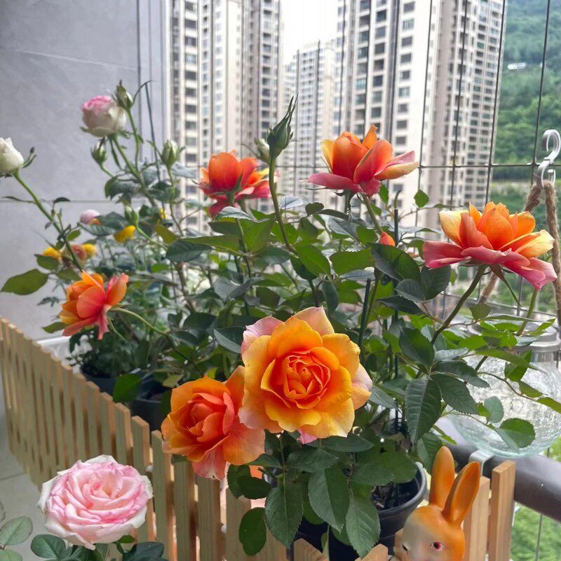永远的艾帕索月季灌木阳台大花微型月季花苗四季浓香玫瑰花