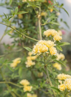白木香  花园庭院阳台攀缘爬藤植物重瓣 木香花黄木香