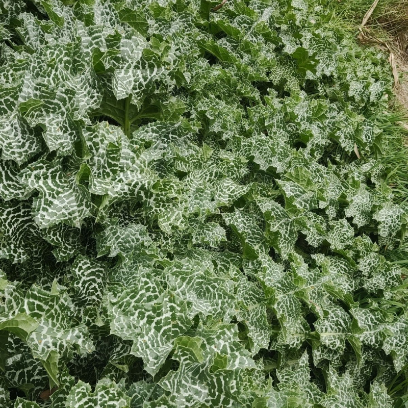 肺心草干的野外自然太阳晒干 切晒干 切~~肺心草干的