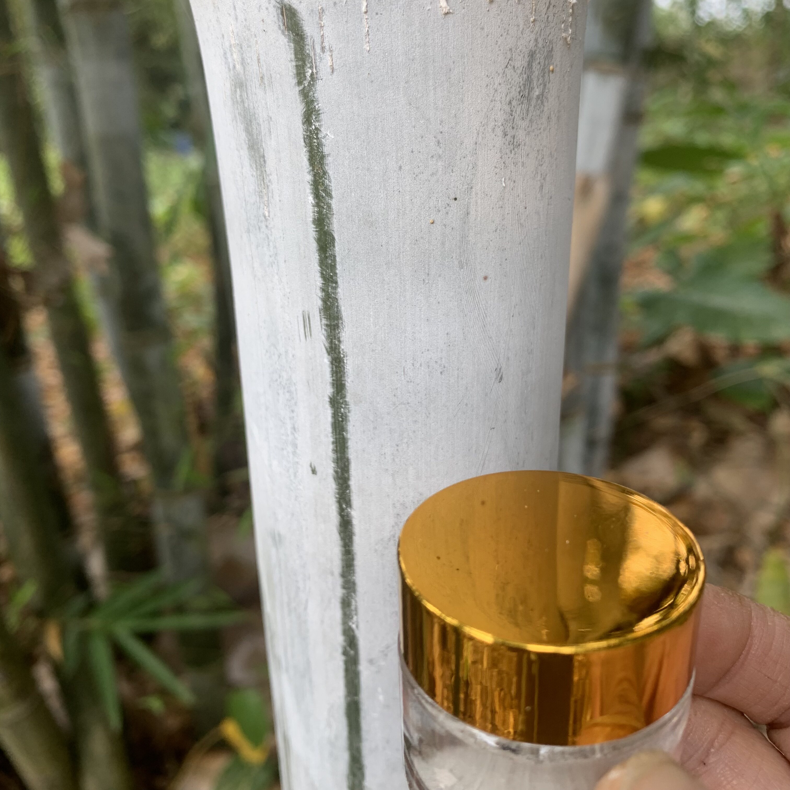 竹白霜粉纯天然野生中草药丹竹灰单竹霜竹白灰 现刮现发丹 竹白霜