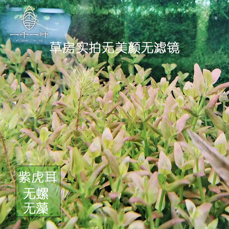 紫虎耳粉虎耳水草水下叶草房自养草缸鱼缸造景中后景无需二氧化碳,宠物/宠物食品及用品,水草,淘宝优惠券,粉丝福利购,淘宝优惠卷