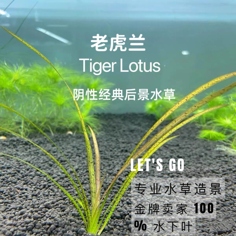 老虎兰鱼缸后景水草鱼缸植物