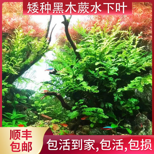 黑木蕨矮种阴性水草无需碳水下叶