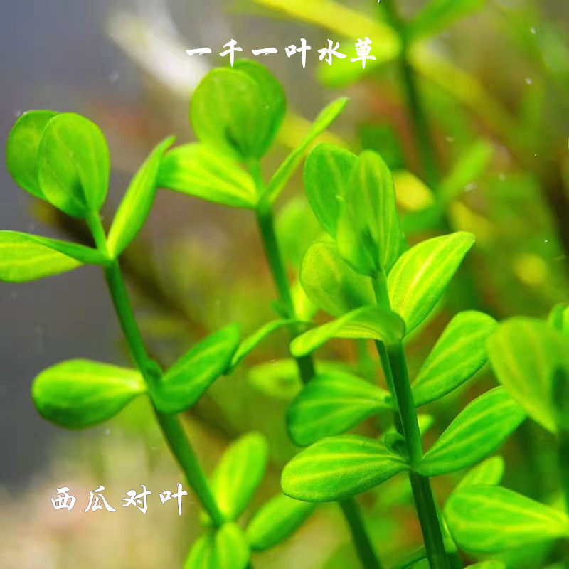 水草水下叶造景对叶纹路绿色懒人