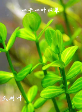 水族箱造景前景中后景阴性水草西瓜对叶小对叶水植物下淡水有茎类