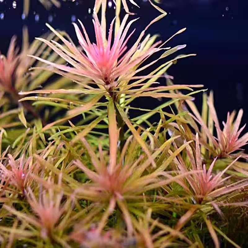 高草水下叶易活懒人水草鱼缸造景