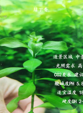 绿丁香水草绿色淡水阳性水草草缸鱼缸生态缸造景中后景懒人水草