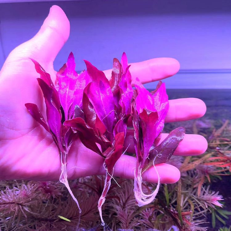 红色水草真草活体水草阴性鱼缸植物造景莫斯鱼缸植物淡水下叶植物