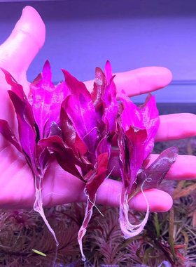 红色水草真草活体水草阴性鱼缸植物造景莫斯鱼缸植物淡水下叶植物