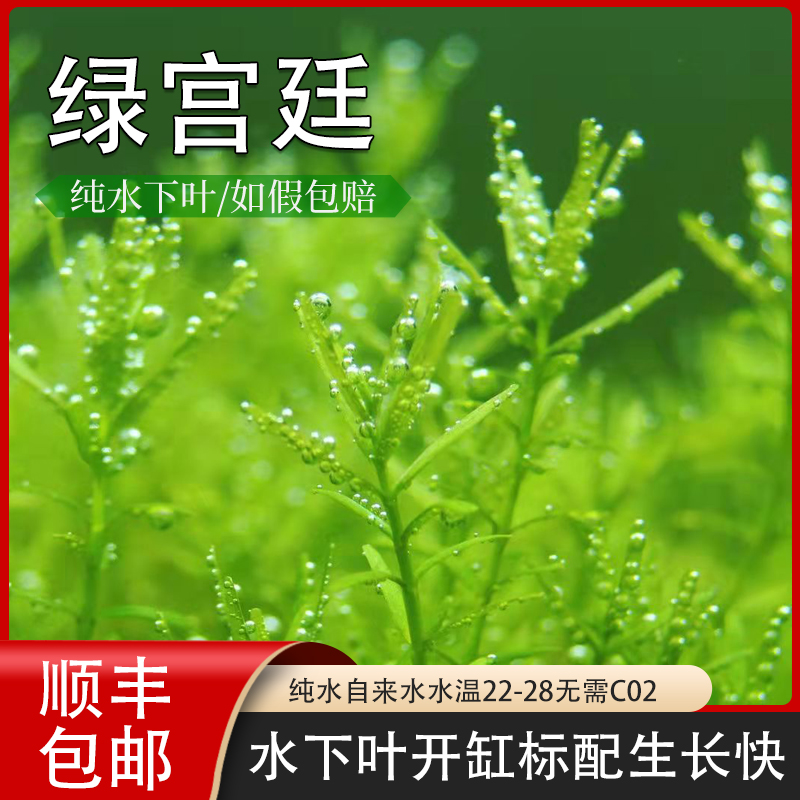 绿宫廷水草自养叶开标配开缸草
