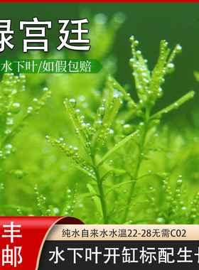 绿宫廷水草自养水下叶开缸标配生长快吃肥水草绿色自来水易活中景