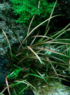 南美针叶皇冠自养水下叶草坪绿色ADA造景经典水草中前景草缸造景