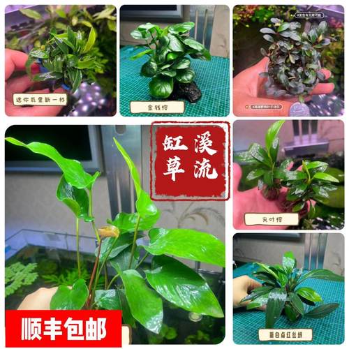 大九冠喷泉椒草小巴榕溪流缸高草