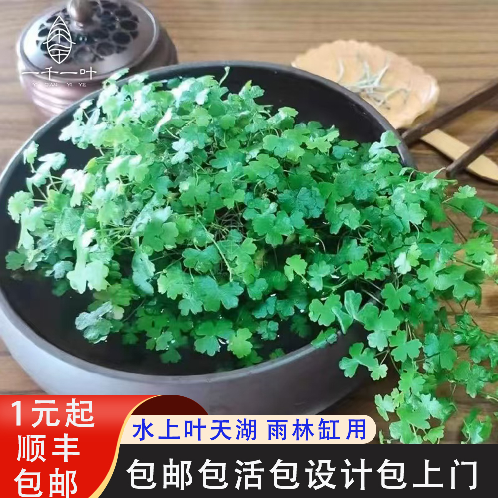 迷你天湖葵水下叶鱼缸植物水草阴性懒人植物前景草挺水上叶造景草