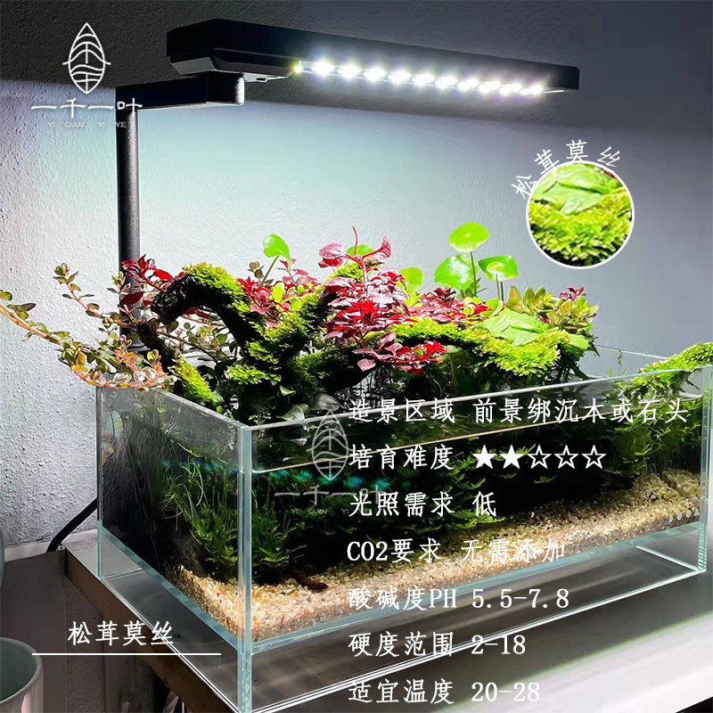 阴性莫丝莫斯活体植物懒人水草