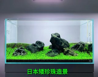 日本矮珍珠爬地无菌杯水下叶无需转水二氧化碳前景草草缸鱼缸造景