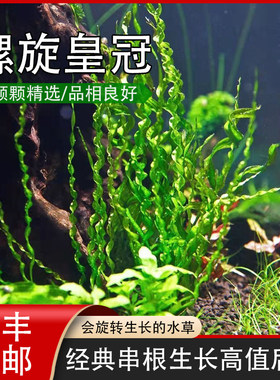 螺旋皇冠异型水草造景包邮个性草