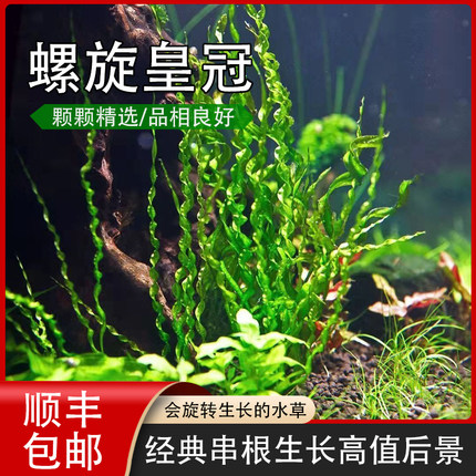 螺旋皇冠水草鱼缸植物易活溪流沙缸养殖异型特色水下叶水草阴性草
