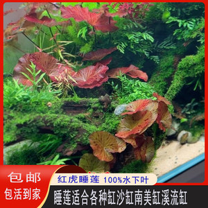 开花红色睡莲水草无需二氧化碳