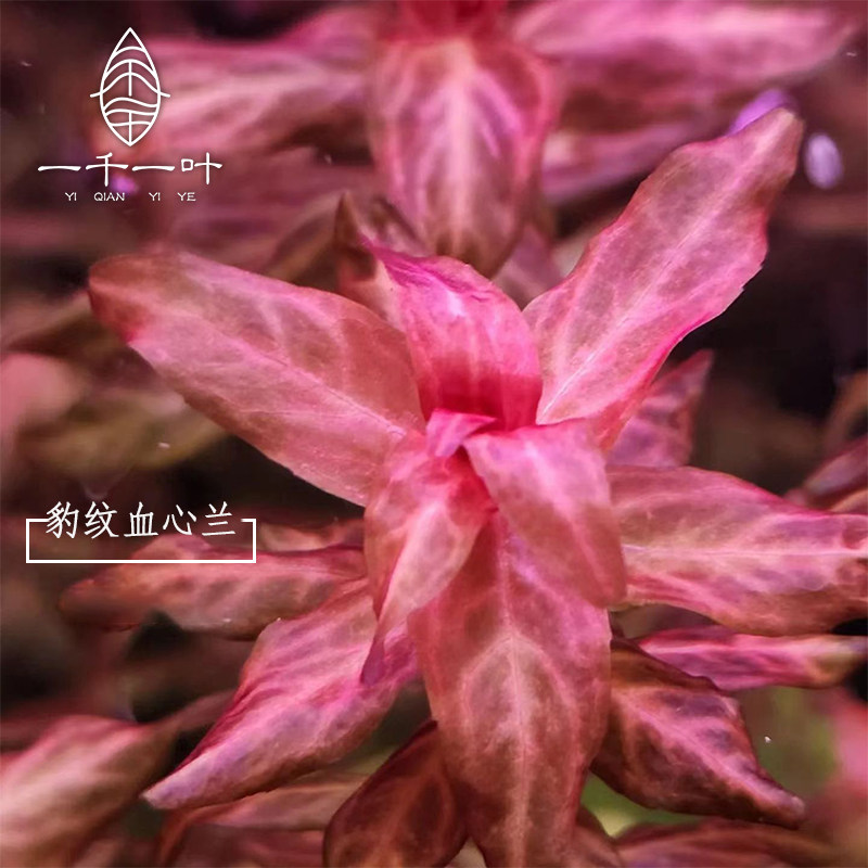 豹纹血心兰水下叶红色中景草缸