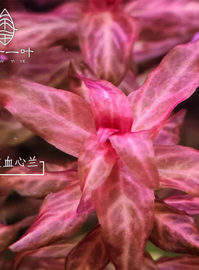 豹纹血心兰丹麦红玫瑰红色水草水下叶鱼缸草缸中景造景活体水植物