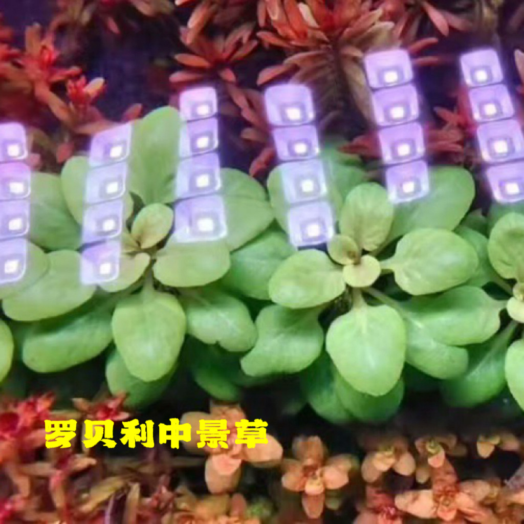 矮草易活懒人水草开缸草