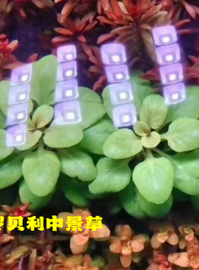 罗贝利水草淡水活体自养绿色前景中景有茎类植物矮生易活阴性水草