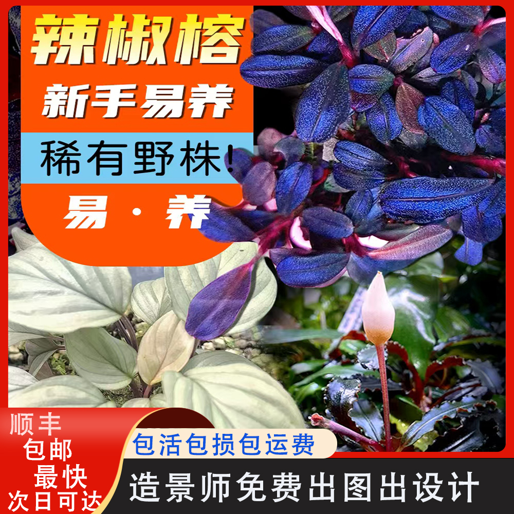 辣椒水草鱼缸植物水榕懒人草白榕
