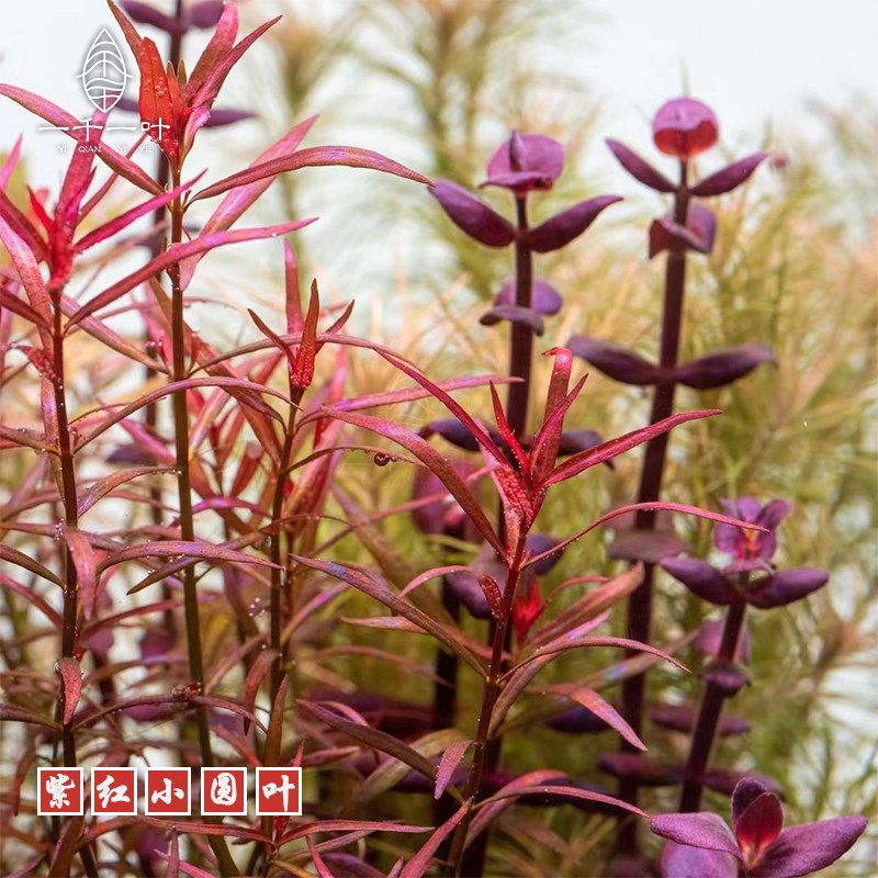 紫红圆叶水草小圆叶有茎草缸中后造景水下植物淡水稀有紫红小叶
