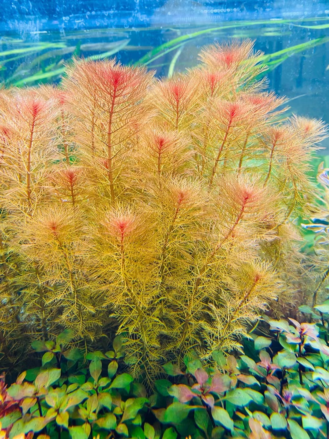 水草高草红色蓬松懒人草开缸易活