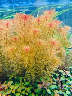红千层水草鱼缸植物后景活体水草非水草种子淡水缸红色乌苏里聚藻